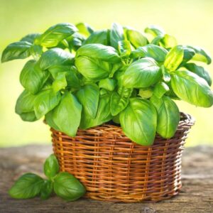 Harima Basil
